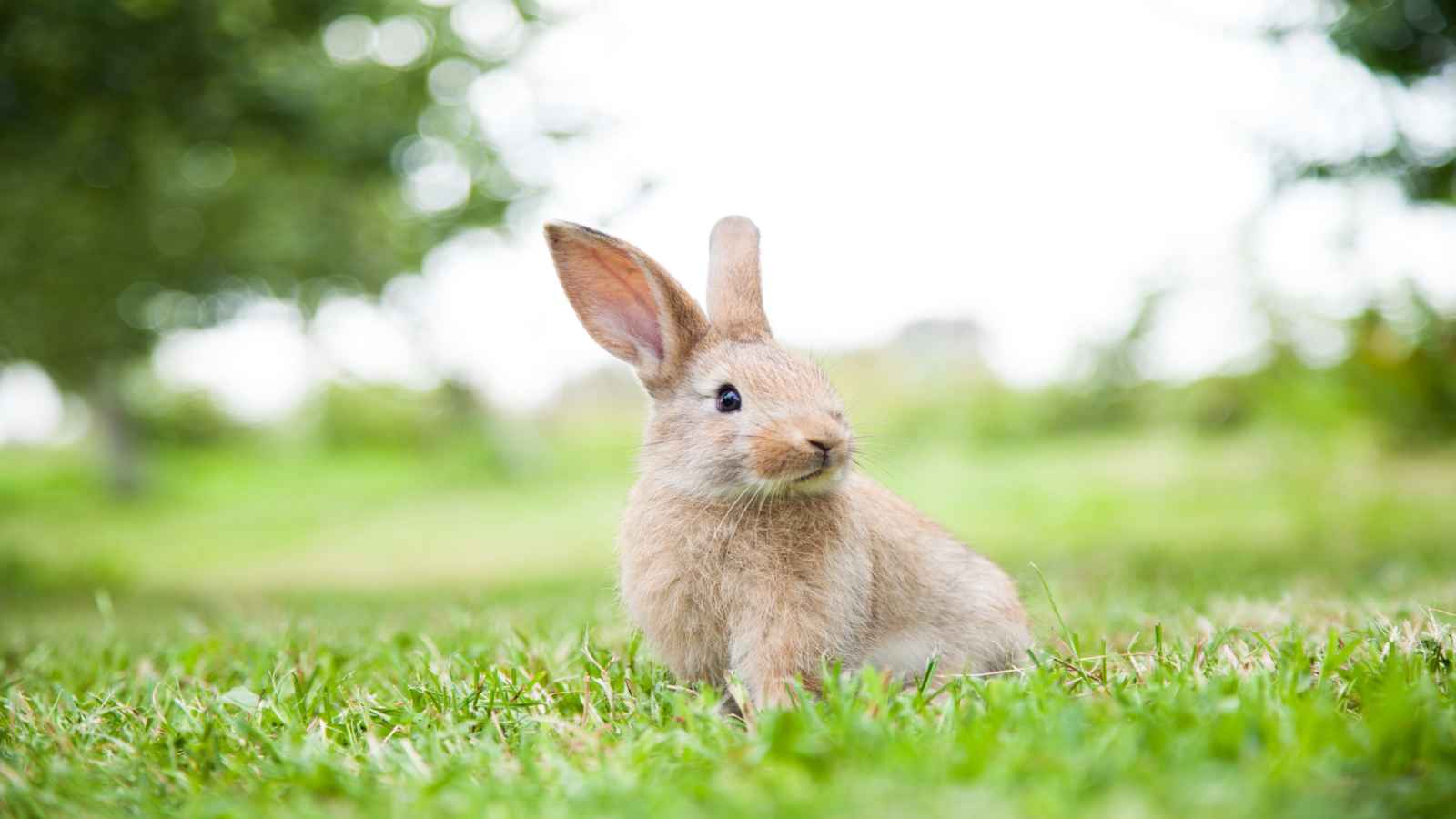 International Rabbit Day 2022 Date Importance And Significance