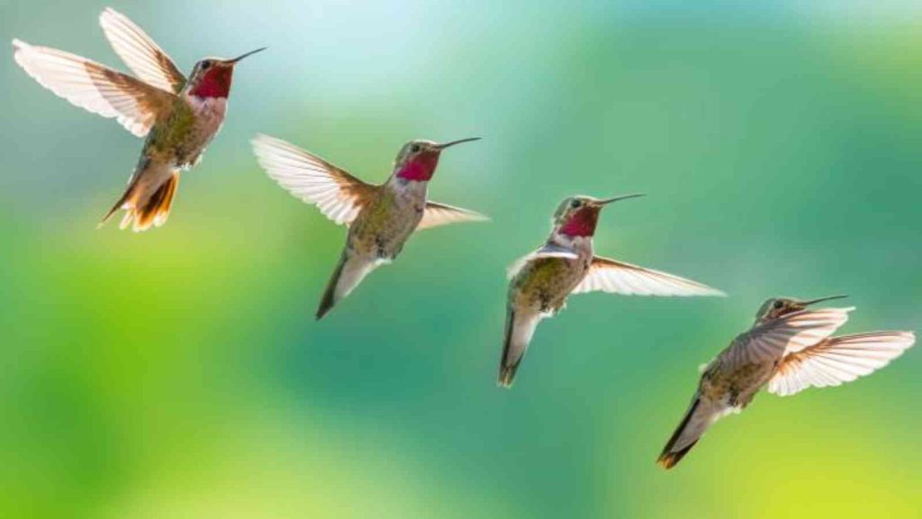 National Hummingbird Day 2022 (US) Date, Importance and Significance