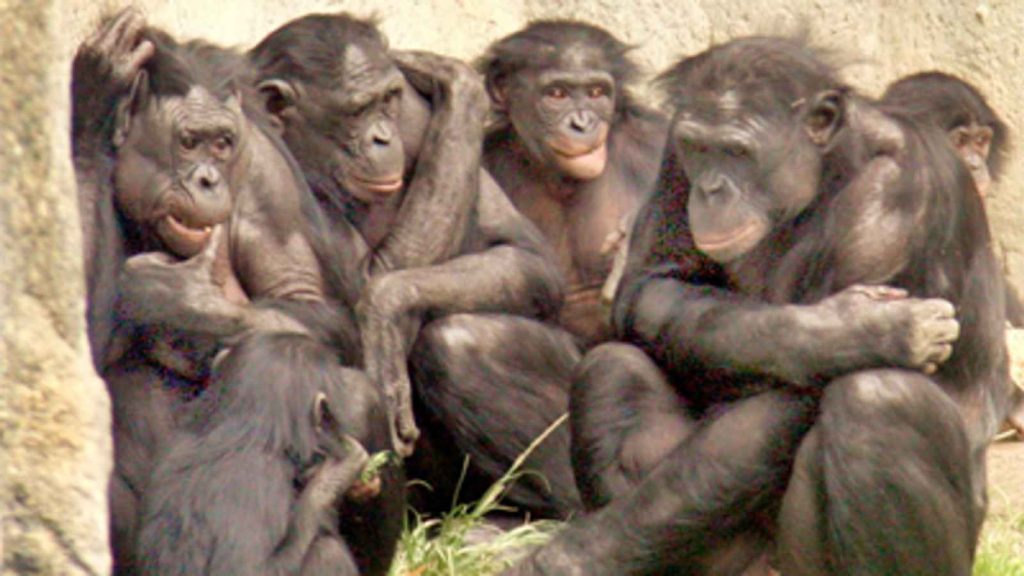 World Bonobo Day 2023 Date, habitat, diet, behavior of bonobo