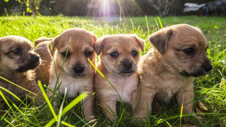 Cute Puppies Puppy Day AdobeStock 298701832 1043x630 1 782x440 