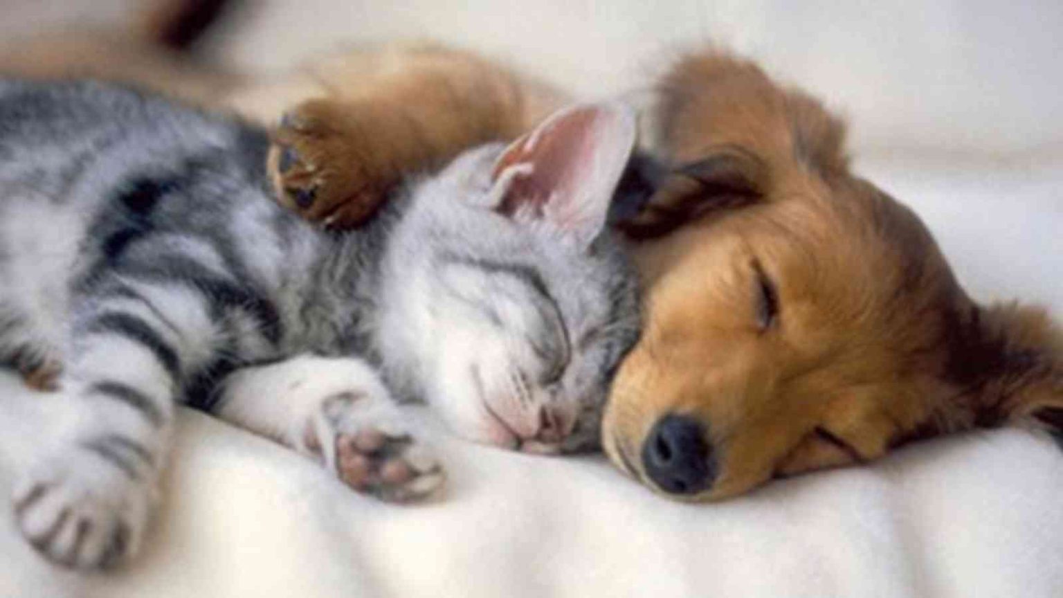 National Napping Day Dog And Cat 580 1 1536x864 