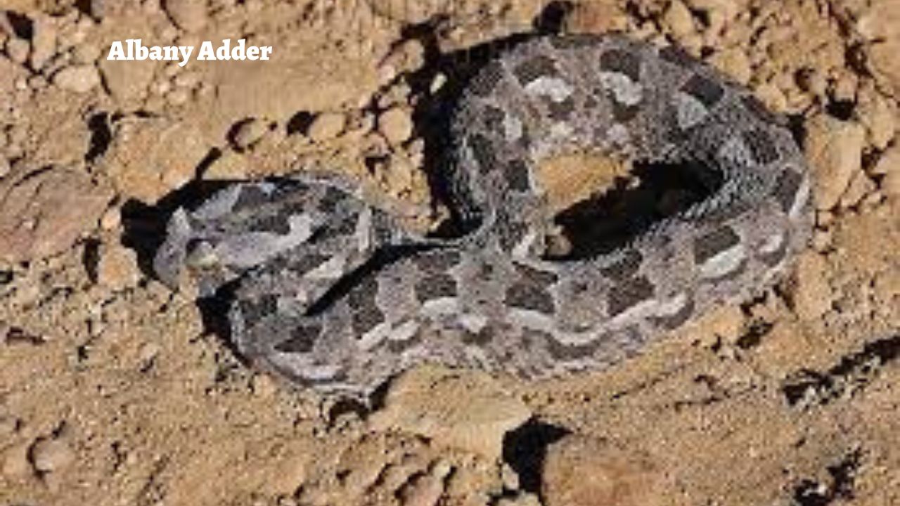 The Rarest Snakes in the World: Albany Adder