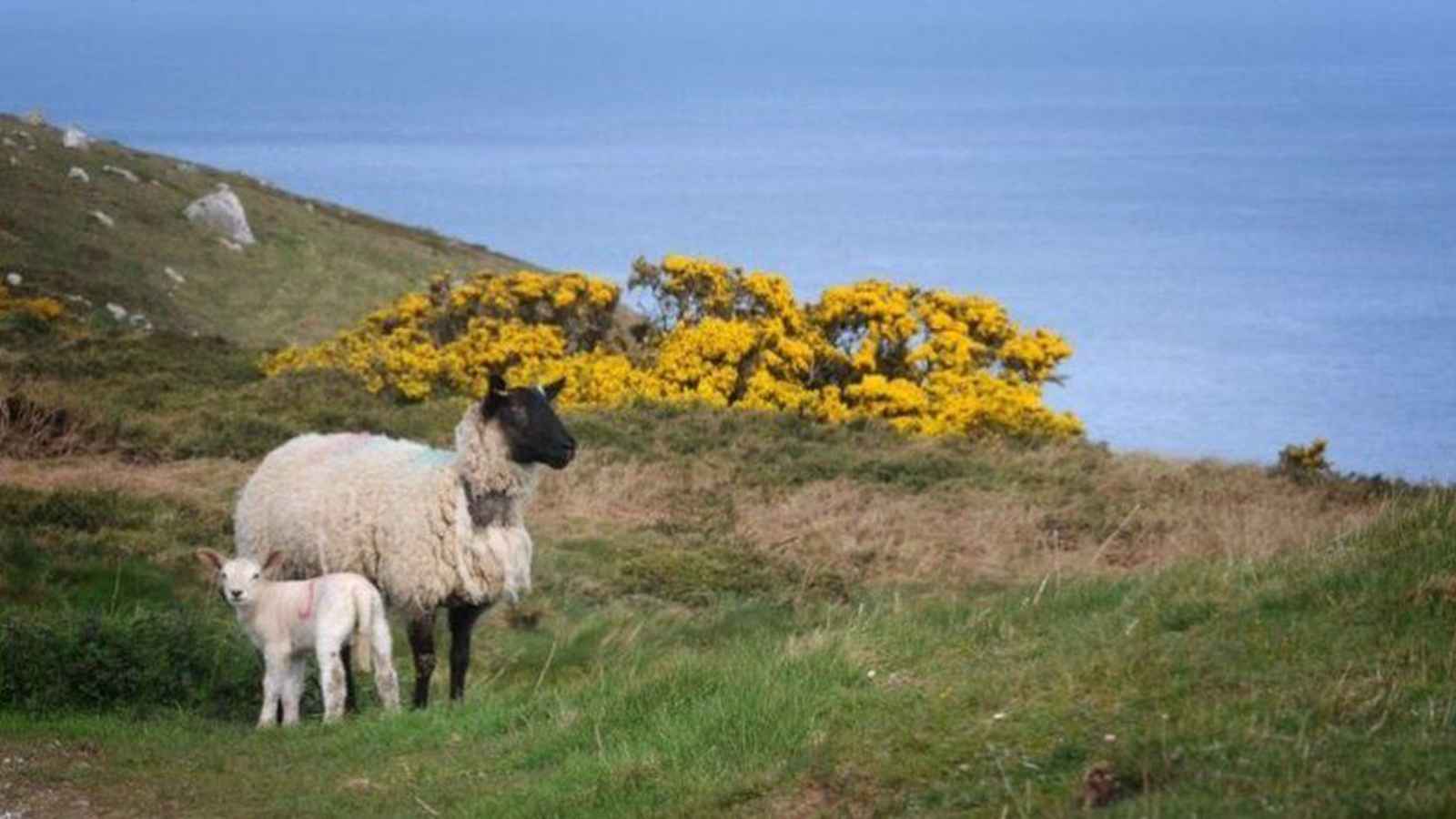 National Open Farm Day 2023 Date, History, Facts about Farming