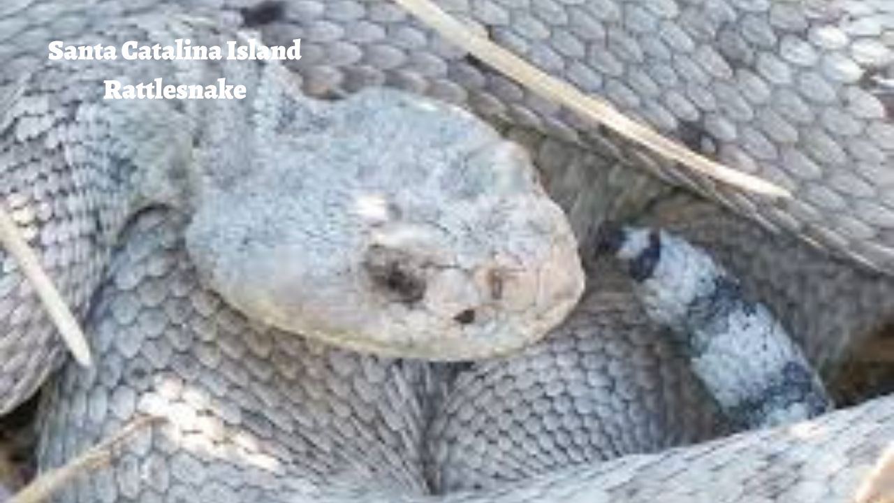 The Rarest Snakes in the World: Santa Catalina Island Rattlesnake