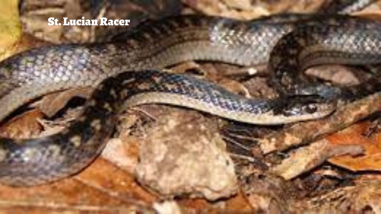 The Rarest Snakes in the World: St. Lucian Racer