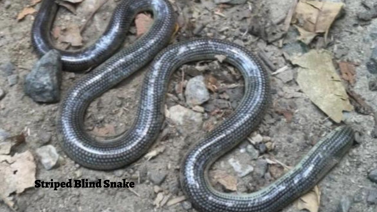 The Rarest Snakes in the World: Striped Blind Snake