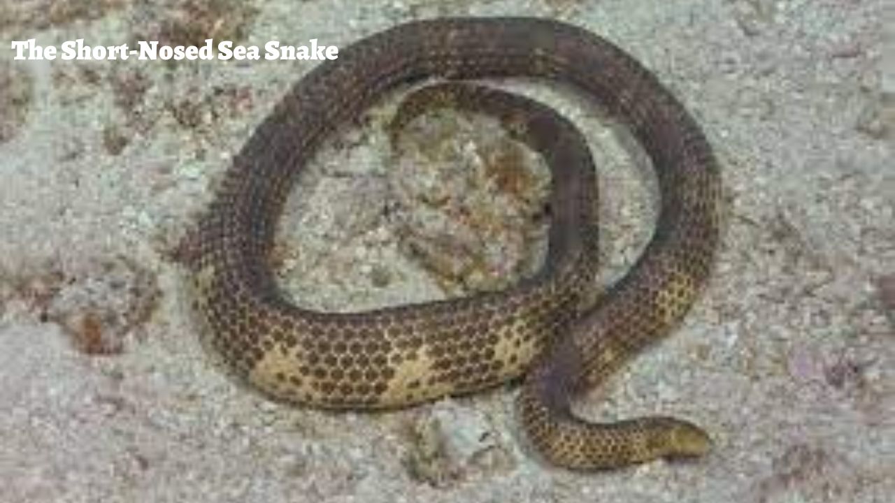 The Rarest Snakes in the World: The Short-Nosed Sea Snake