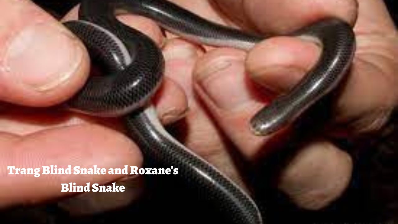 The Rarest Snakes in the World: Trang Blind Snake and Roxane's Blind Snake