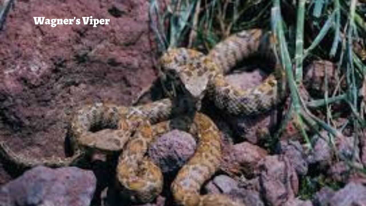 The Rarest Snakes in the World: Wagner's Viper