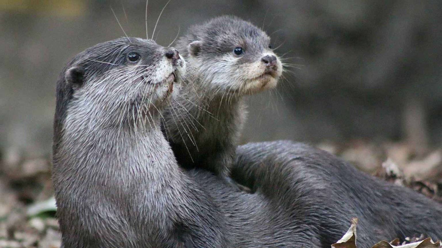 World Otter Day 2023 Date, History, Facts about Otters