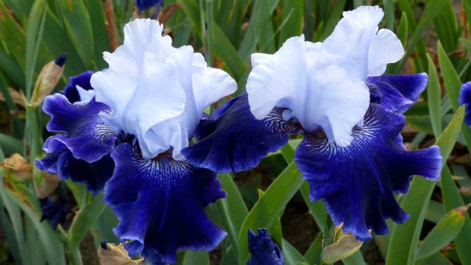 Iris Day 2023 Date, History, Activities, Colours and their Meanings