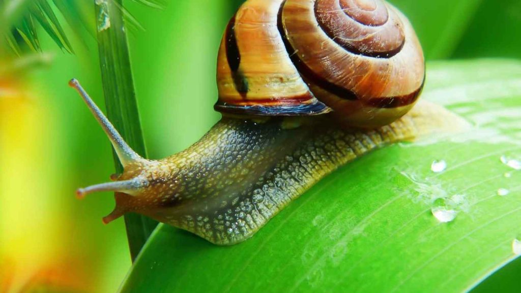 National Snail Day 2023 Date, History, Facts, Activities