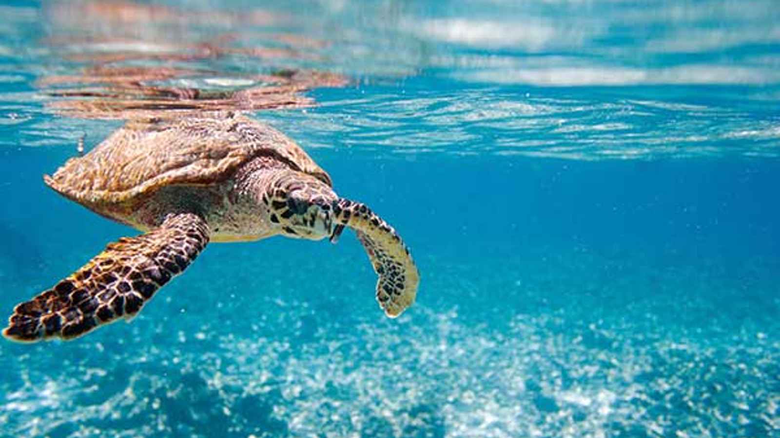 World Sea Turtle Day 2023 Date, History, Facts, Activities
