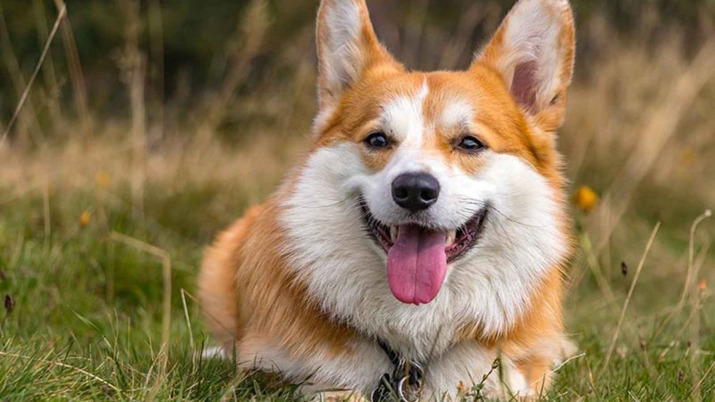 International Corgi Day 2023: Date, History, Facts about Dogs - Eduvast.com