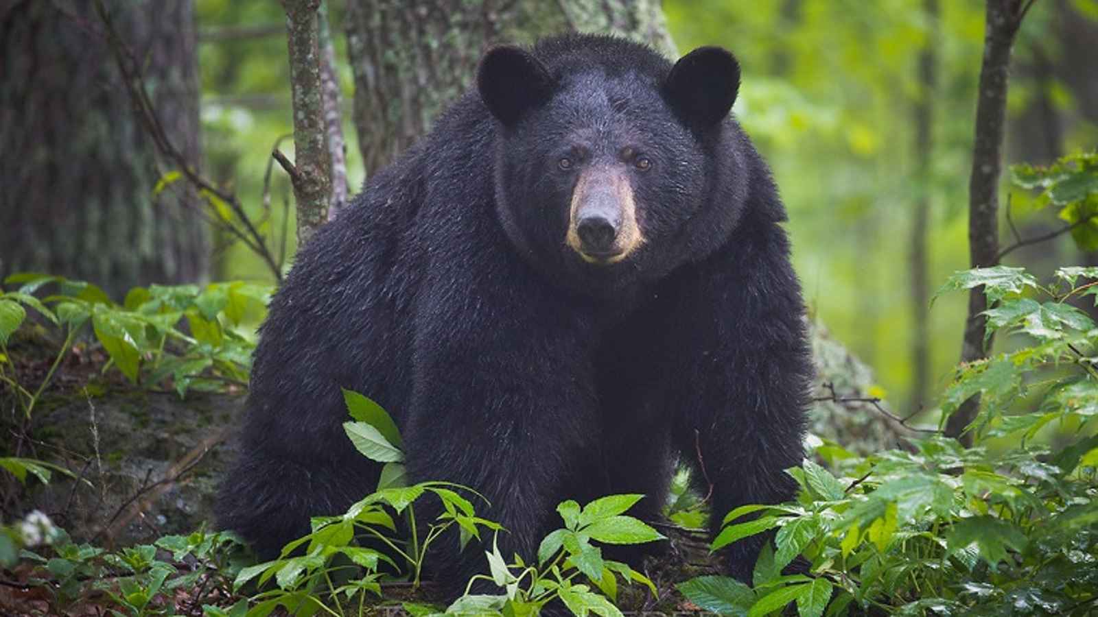 National Black Bear Day 2023 Date, History, Facts about National Black