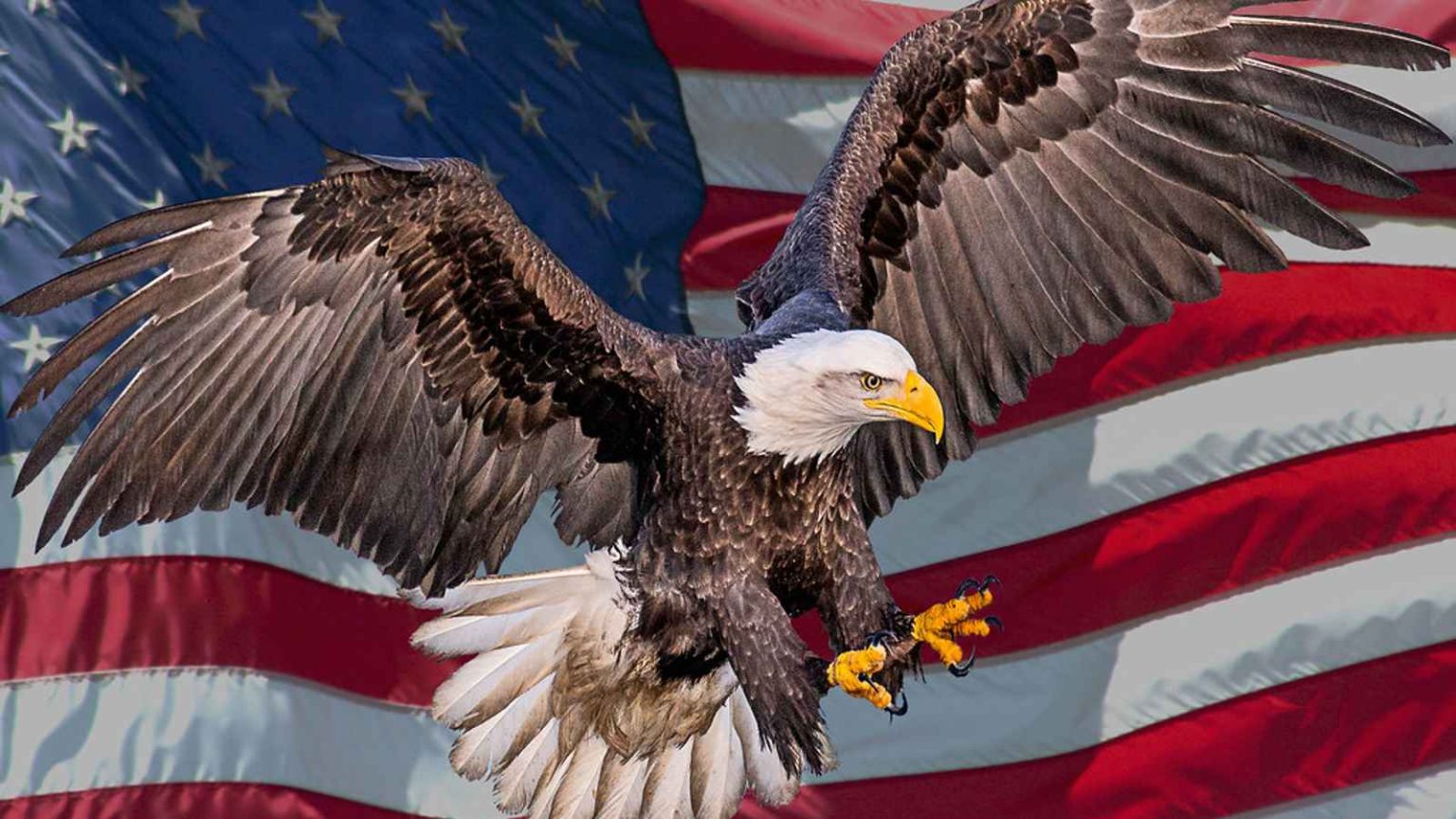 National American Eagle Day 2023 Date, History, Facts about BaLd Eagle