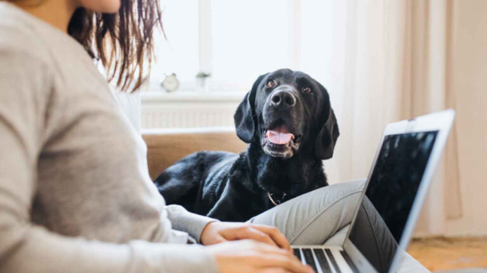 National Take Your Dog to Work Day 2023: Date, History, Facts, Activities