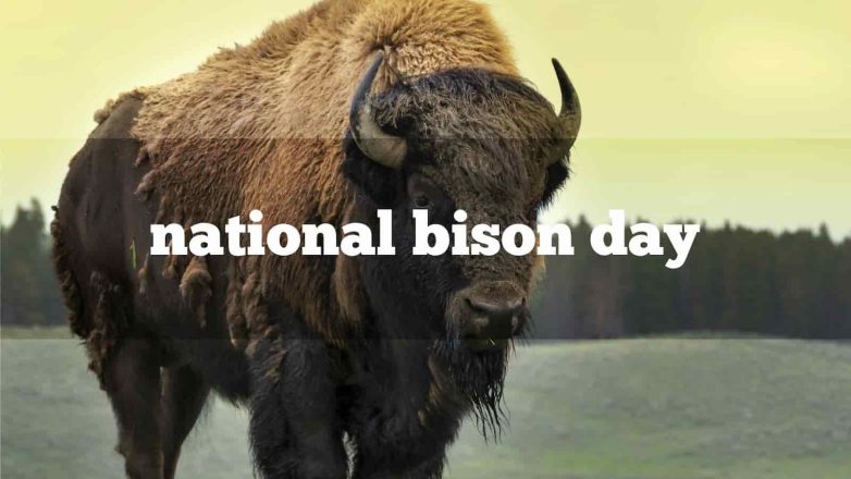 National Bison Day 2023: Dates, Five Bison facts - Eduvast.com