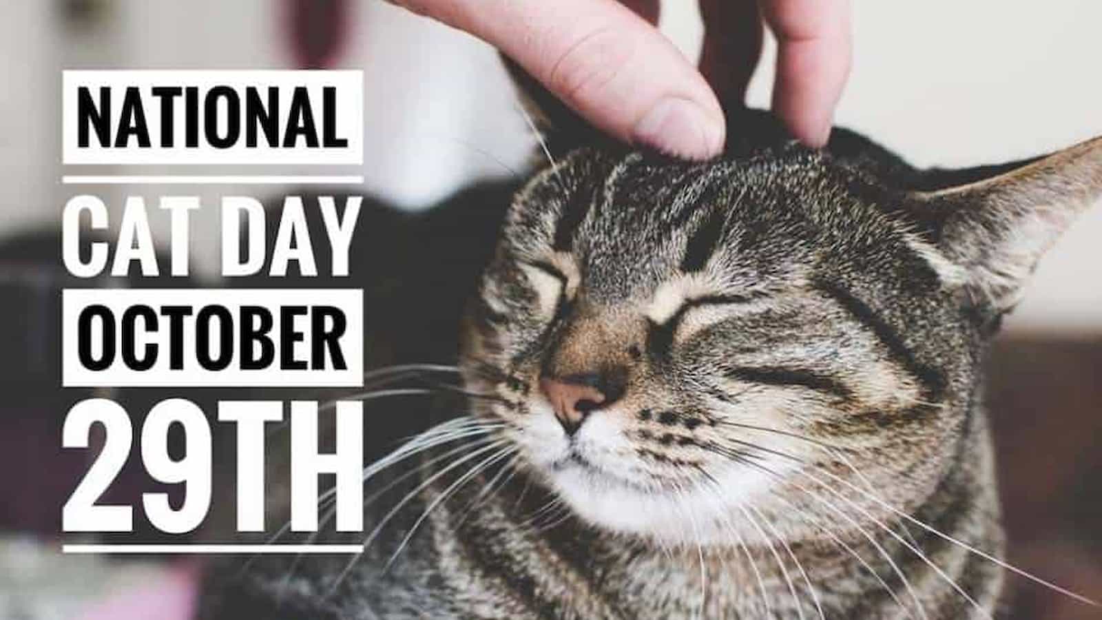 National Cat Day Quotes, Wishes And Messages