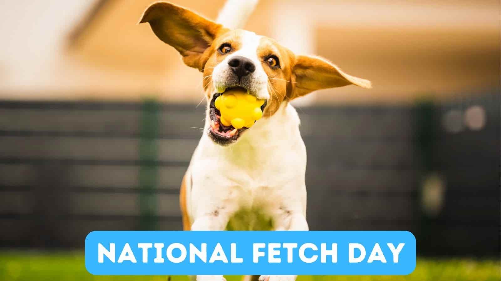 National Fetch Day Quotes