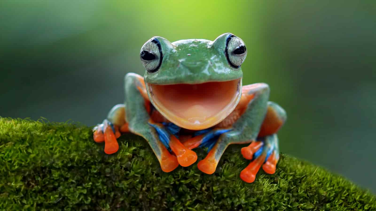 American Frog Day Quotes, Wishes And Message
