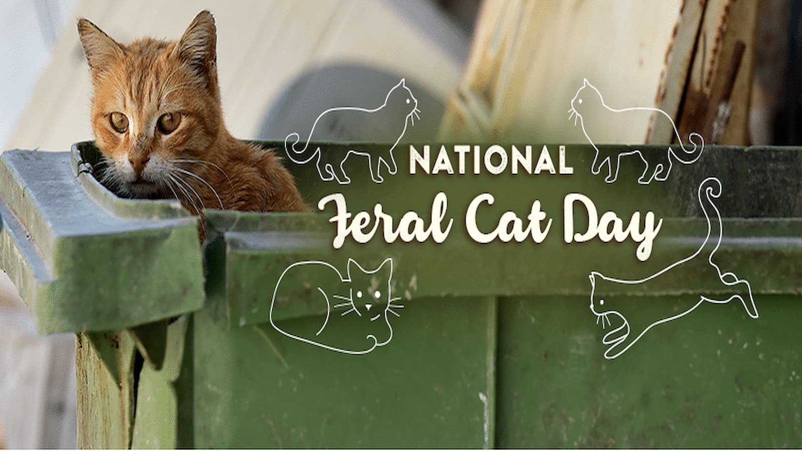 National Feral Cat Day Quotes, Wishes And Messages