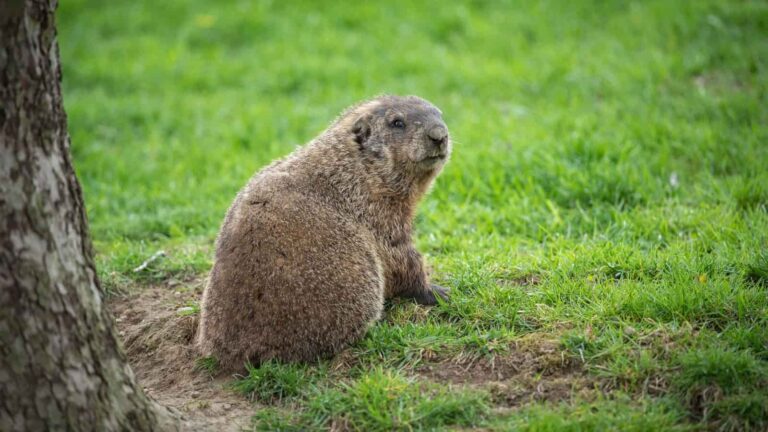 Groundhog Day - February 2, 2024 (U.S.) - Eduvast.com