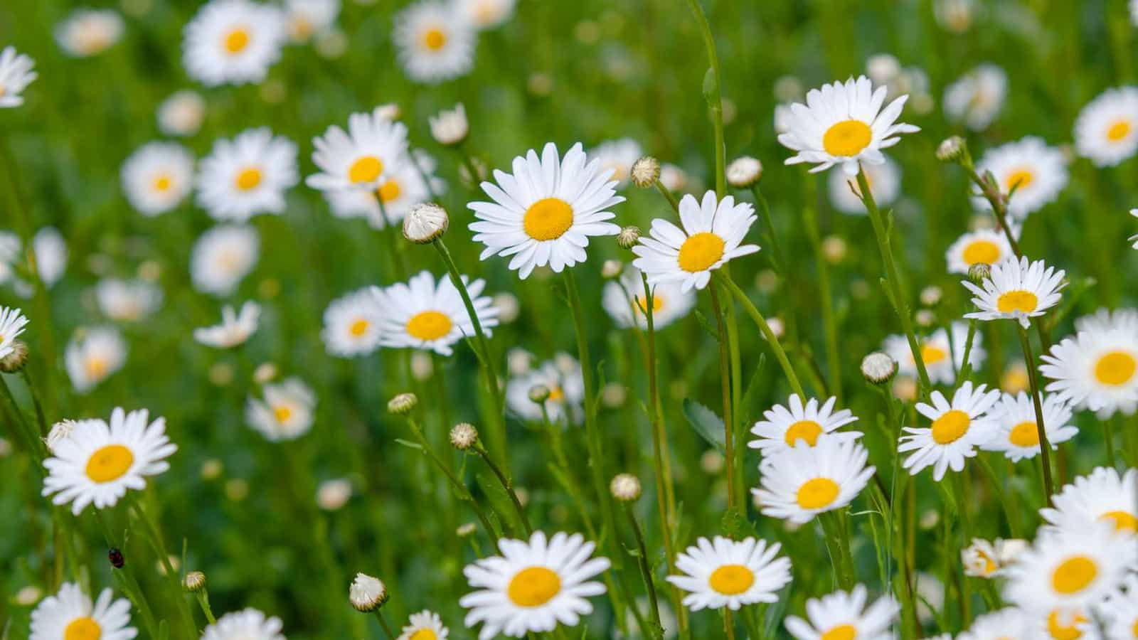 National Daisy Day January 28, 2024