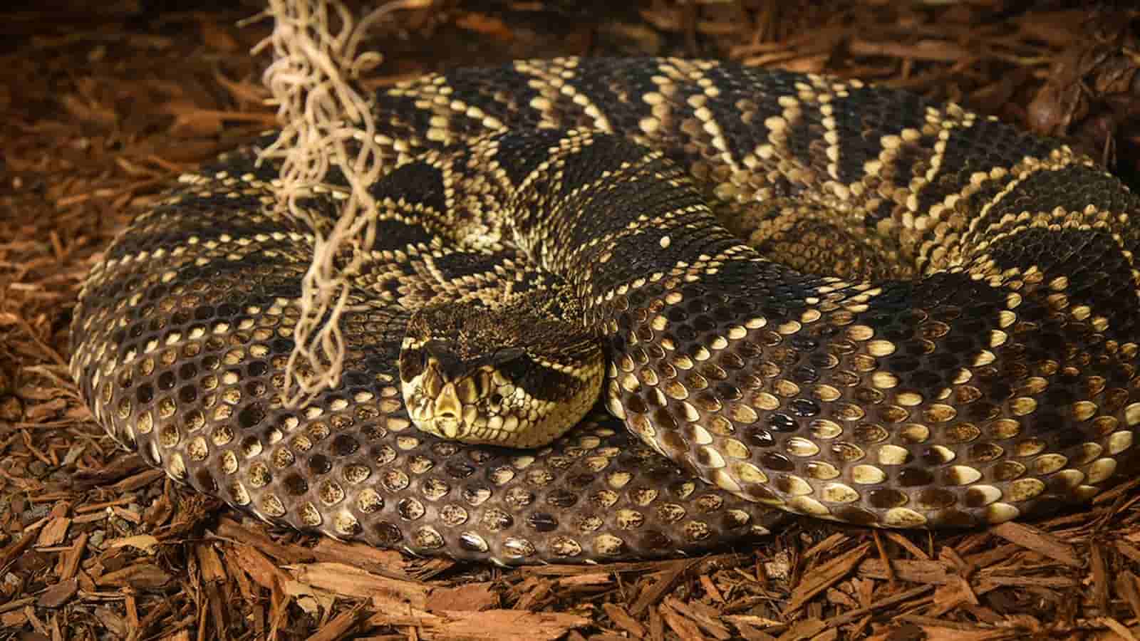 Rattlesnake Roundup Day January 28, 2024