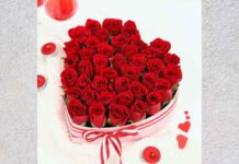 Happy Rose Day 2024: Origin, Cultural Influence, Color Of Roses And Quotes Happy Rose Day 2024