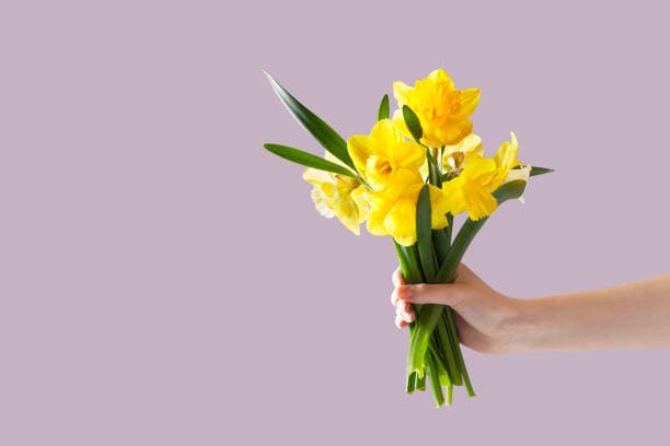 Daffodils