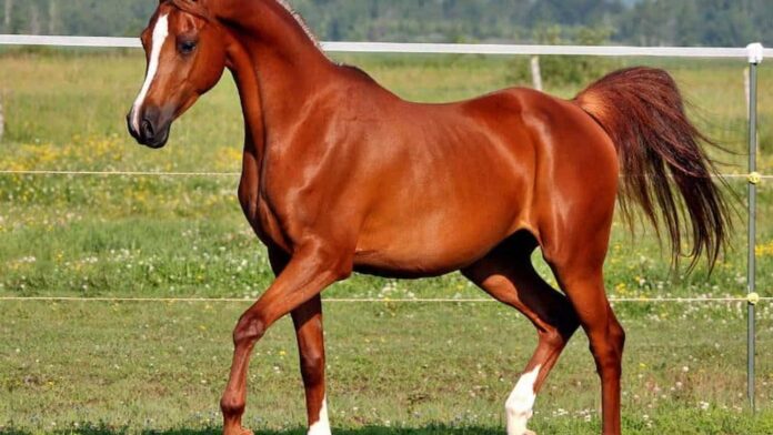 National Arabian Horse Day, National Arabian Horse Day date, National Arabian Horse Day facts, National Arabian Horse Day 2024