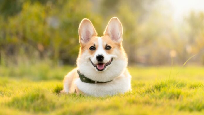 National Love Your Pet Day, National Love Your Pet Day date, National Love Your Pet Day 2024, National Love Your Pet Day facts, National Love Your Pet Day importance