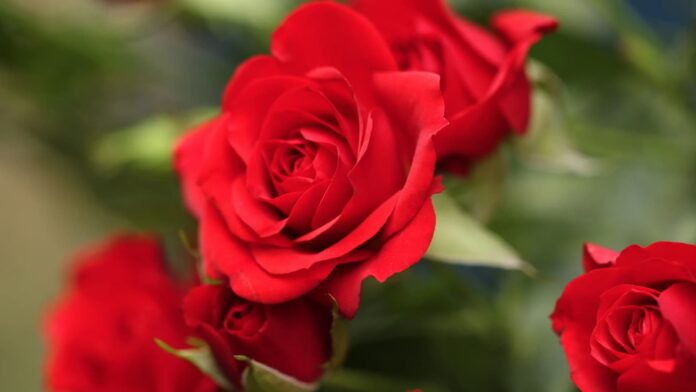 Romantic Rose Quotes, rose and love quotes, love quotes, rose quotes