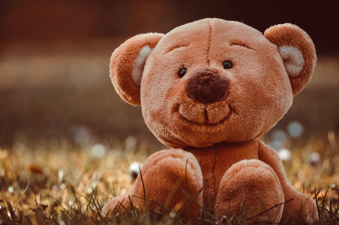 Teddy Bear Evolution and Adaptation in Modern Times