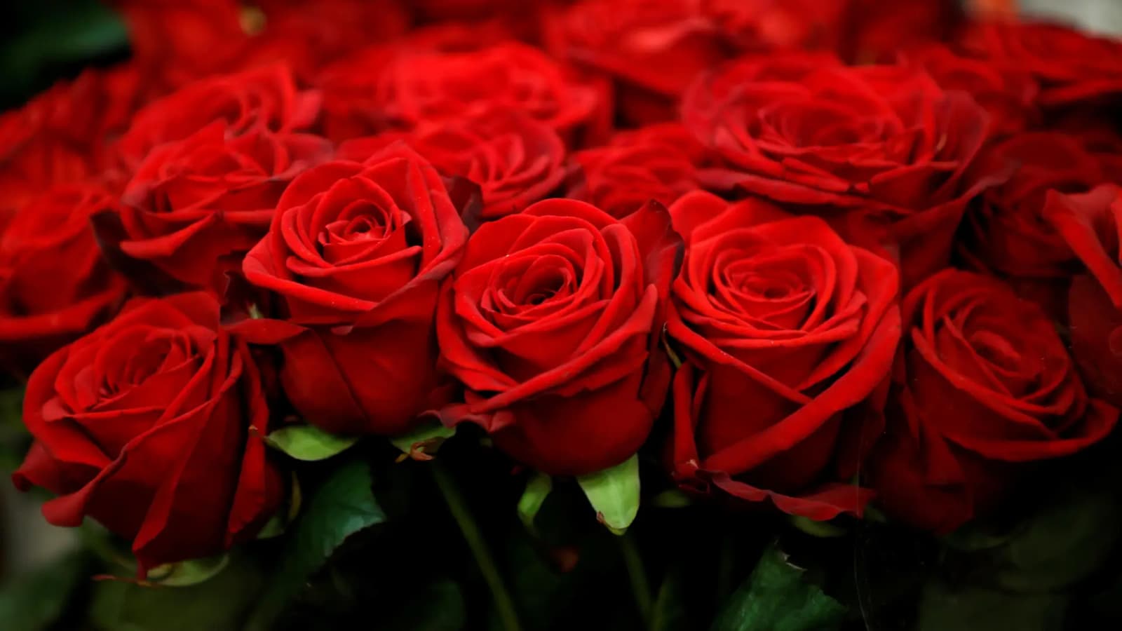 The Rose, Rose, Rose history, Rose traditions, Rose in different culture