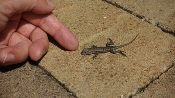 Get Rid of Lizards