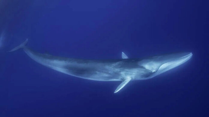 Fin Whales in New York