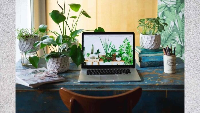 Best Office Desk Plants