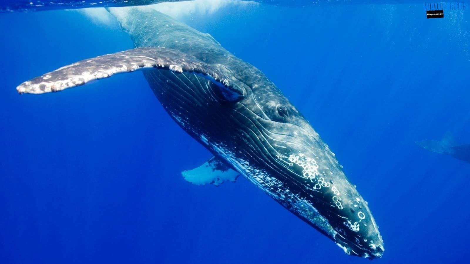 World Whale Day February 18, 2024