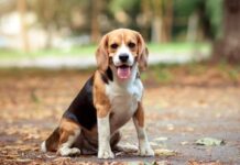 How to Activate Your Bi Pet Rebates Card Online in Minutes Beagle dog breed