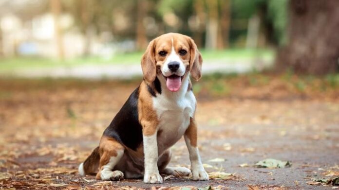 Beagle dog breed