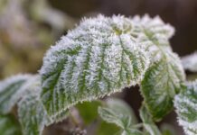 Winter Is Coming: Check the Expected Date of the First Frost in Your Region Date of the First Frost