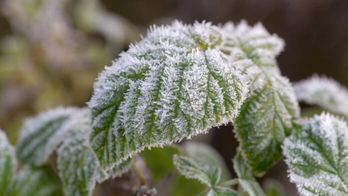 Date of the First Frost Date of the First Frost